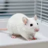 白老鼠