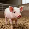 小猪