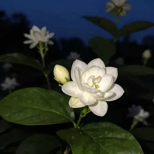 Từ vựng 夜来香 – Hoa dạ lai hương, hoa huệ